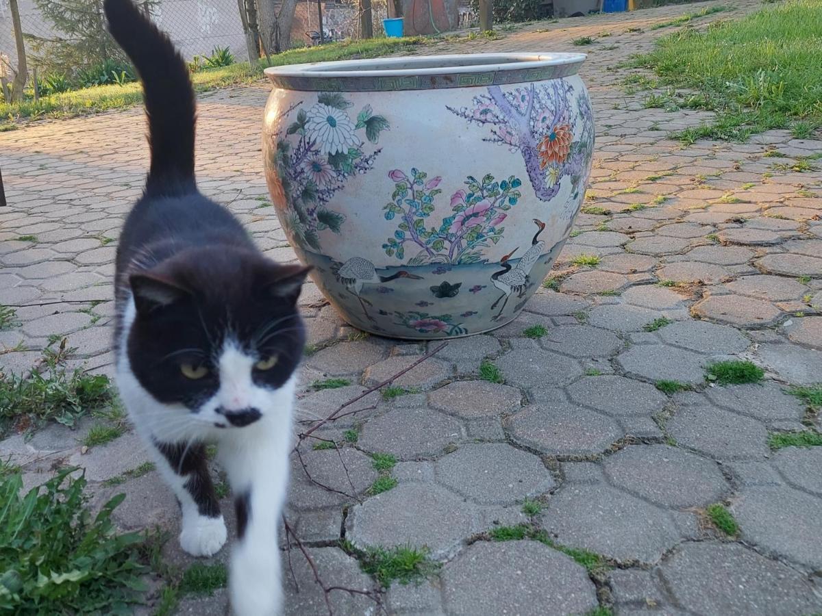 Domek BiałojanY Zewnętrze zdjęcie